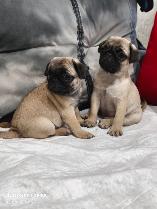 Очаровательные щенки Мопса.