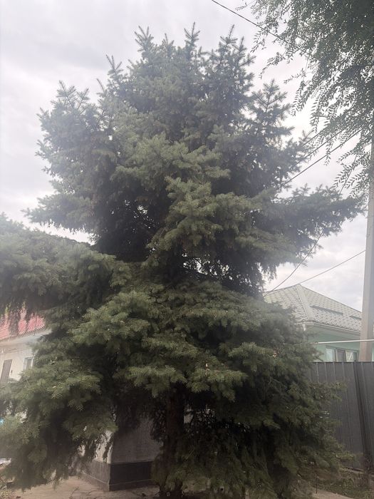 Продам ель голубая