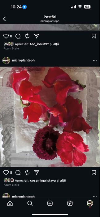 Plante aromatice şi mictoplante