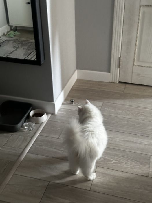 Ищем хозяина нашему мальчику