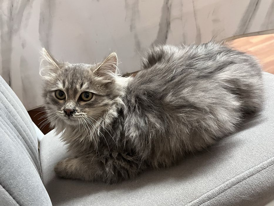 Отдам в добрые руки