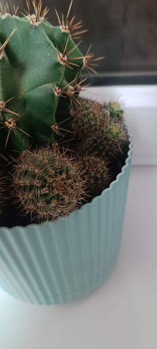 Продаю два вида кактусят