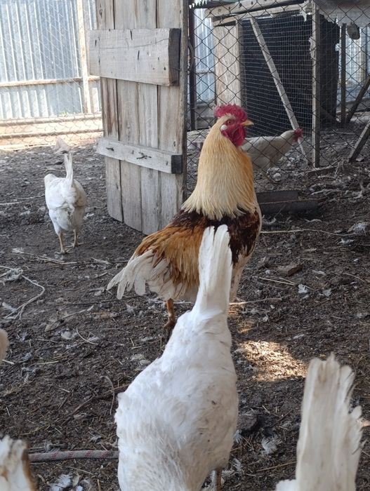 Петух Ломан Браун