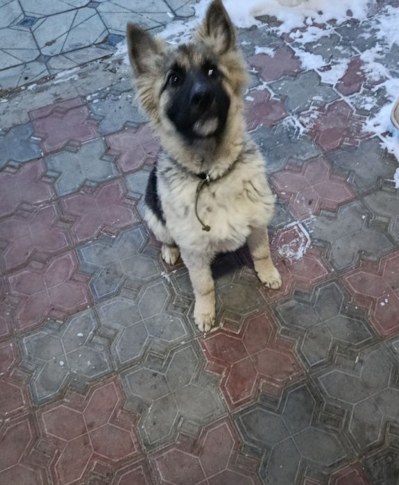 Продам восточно-европейского щенка