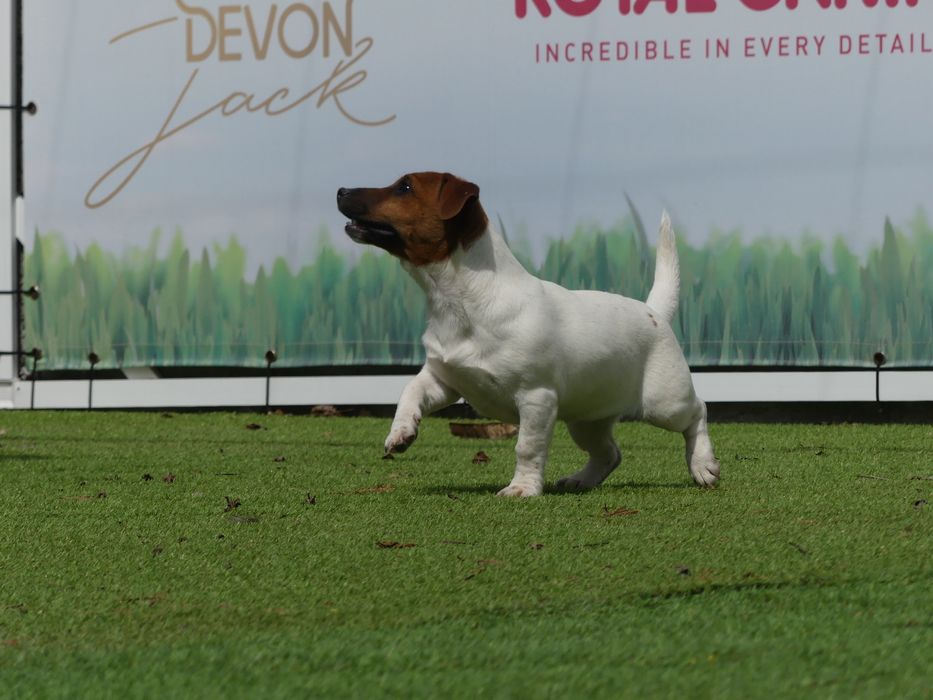 Джак Ръсел, родословие