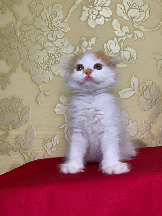 Scottish fold 2 oylik nasl olish mumkin Soğlom