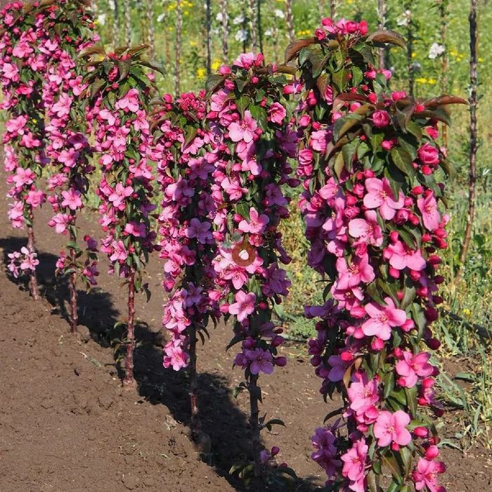 Колоновидные плодовые деревья