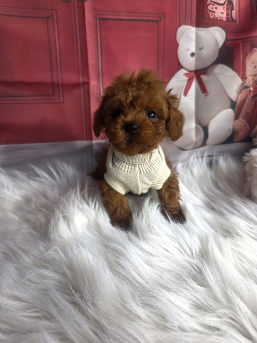 Пудел той момичета и момчета с документ за произход