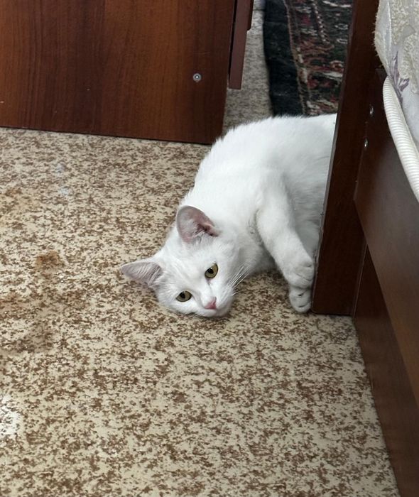 Кошечка в хорошую семью