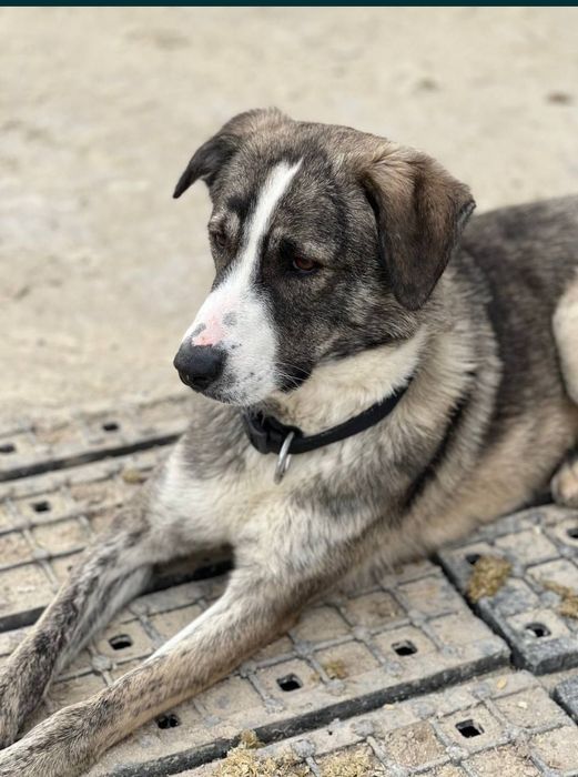 Отдам собаку стерелизованную добрую