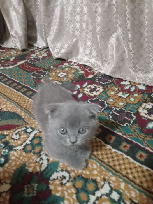 Британ мушукчалар сотилади