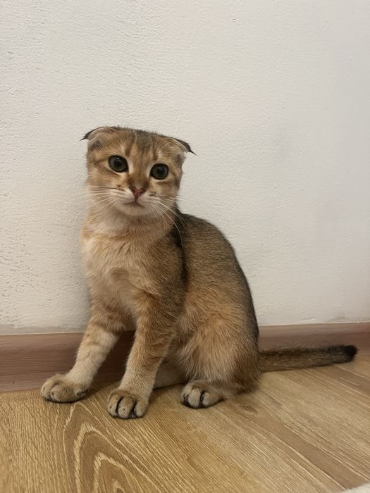 Шотлан кошка мальчик