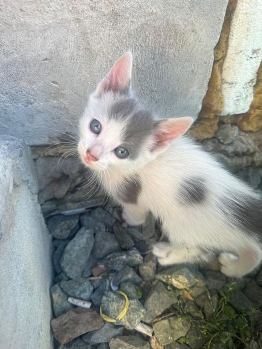 Отдам котят в хорошие руки