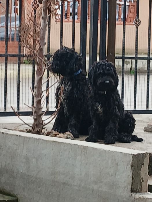 Продавам кучета Кавапу 2 женски и 1 мъжко на цена 150 евро