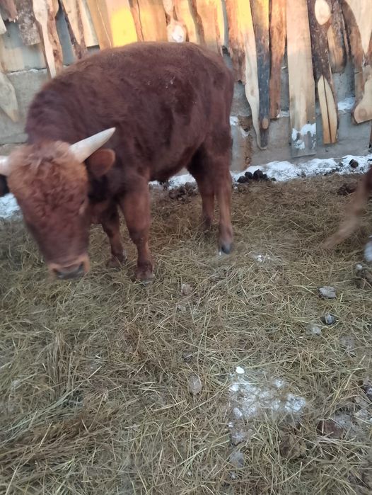 Продам бычков 10 голов