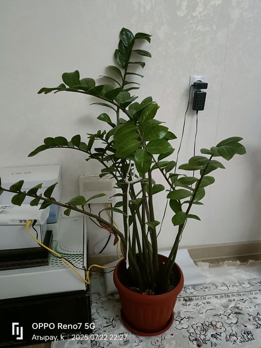 Продаю Комнатные растения