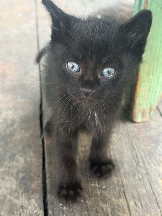 Отдам котят в хорошие руки