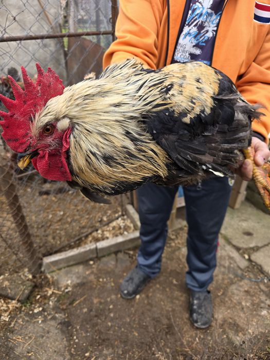 Продавам Петли и Кокошки