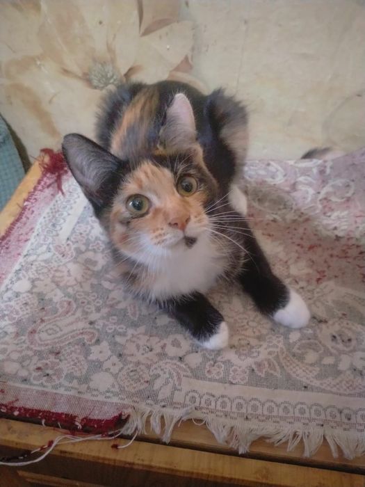 Отдам котят даром срочно