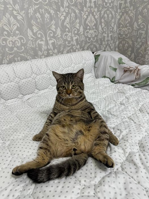 Срочно отдам Кота  мальчика 1 годик