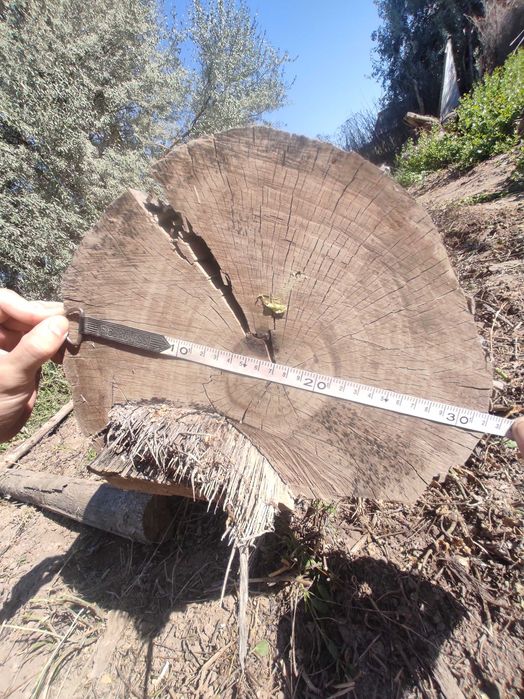 Продается длины бревно 6+ метра.