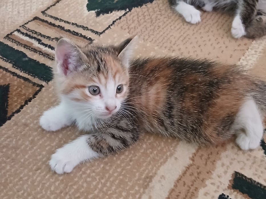 Отдам в хорошие руки котят даром (девочки)