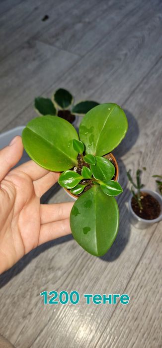 Комнатные цветы  продаються