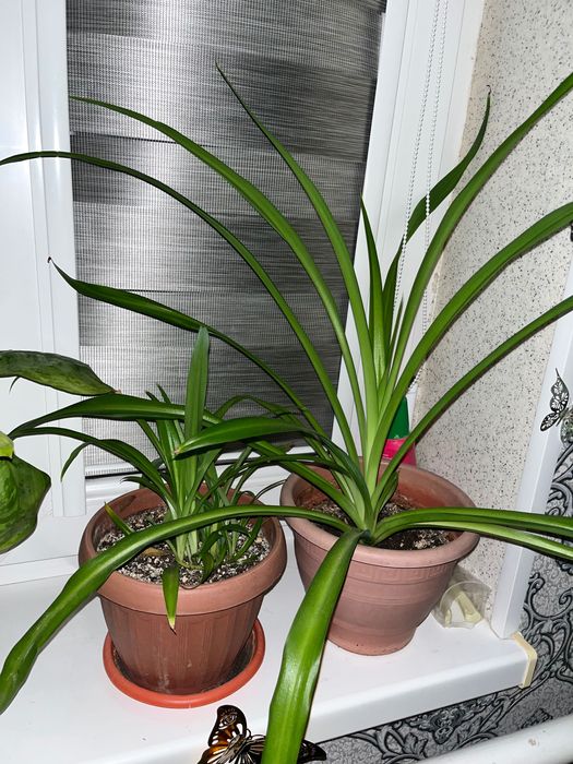 Үй гүлдері екеуі 2000