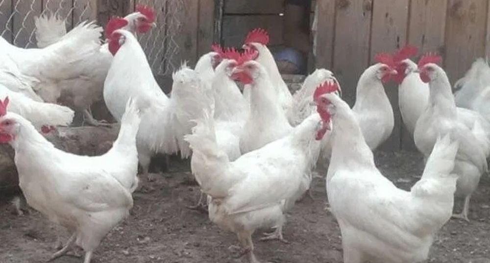 Инкубационые яйца Леггорн
