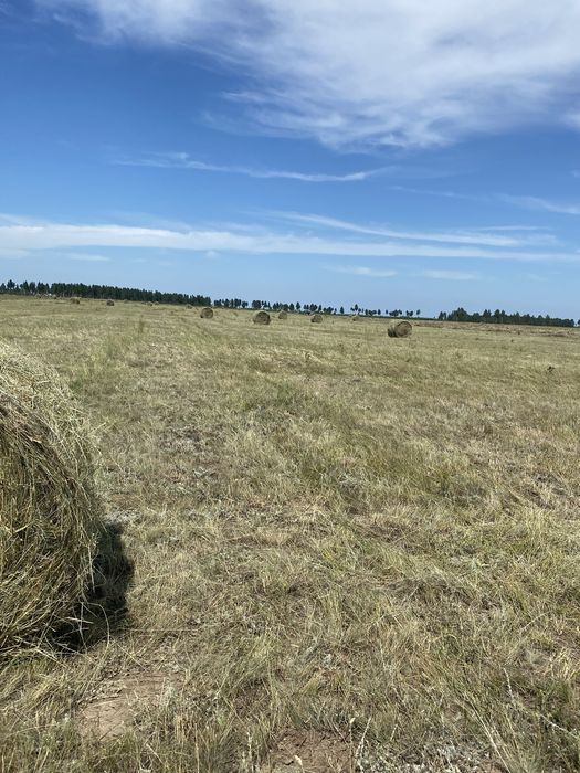 Продам сено в тюках