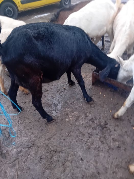 Capre sannen gestante