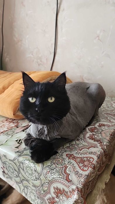 Стрижка кошек и собак с выездом на дом