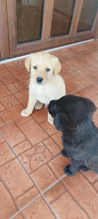 Сладки бебета лабрадори