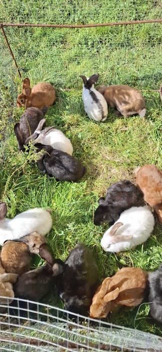 Iepuri tineret, diferite rase!