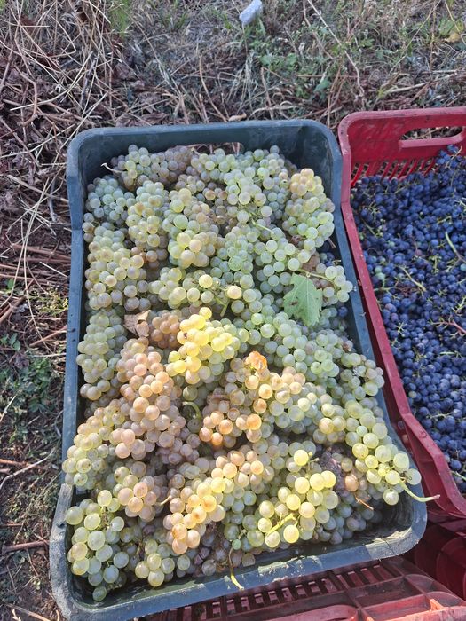 Vand struguri de vin direct de la producător