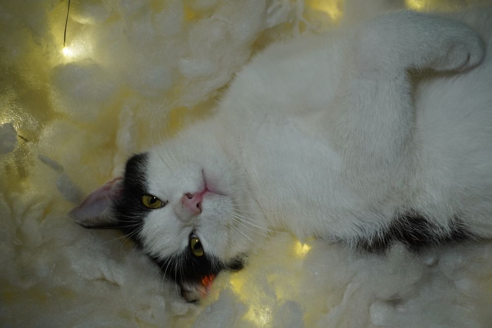 Кошка в добрые руки