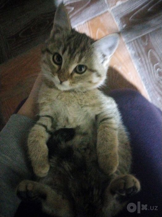 Отдаём котика в добрые руки