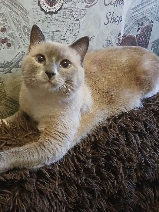 Прекрасный котик,дарю