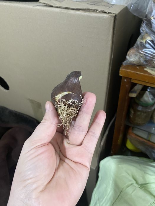 Луковицы голландских тюльпан