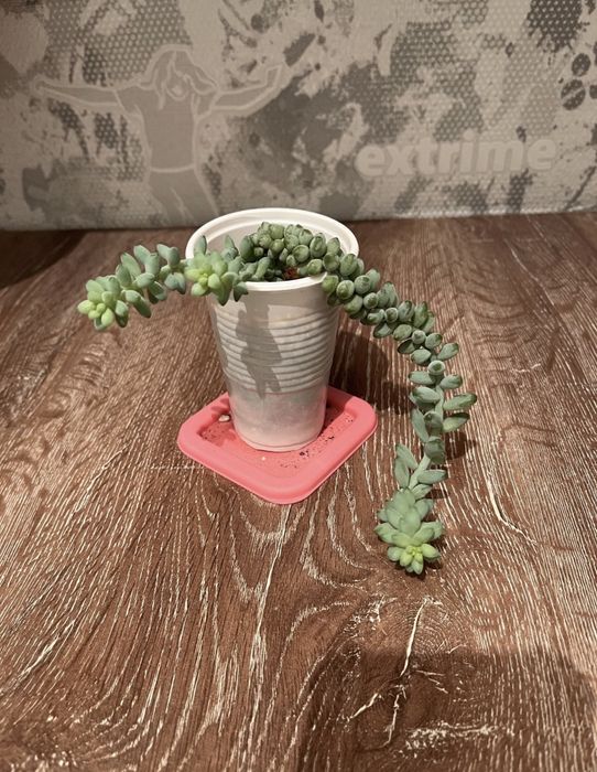 продам суккулент очиток седум