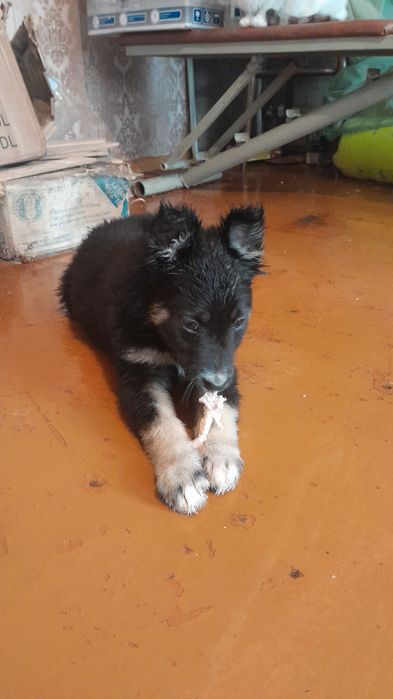 Дарю щенят!     .