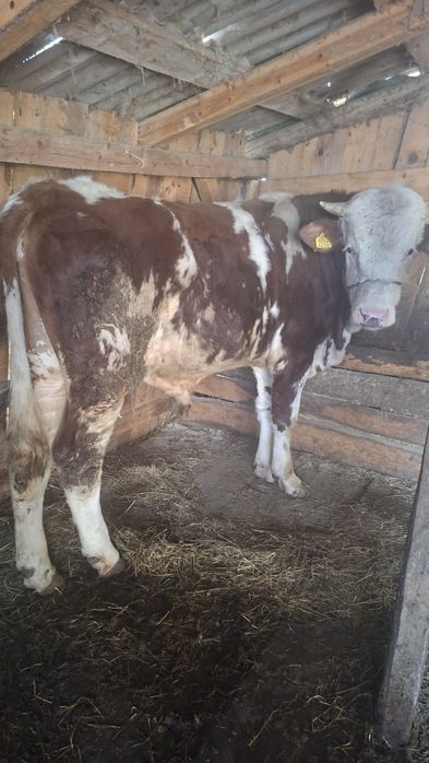 Taur de vinzare cu vrista de un an si cinci luni.