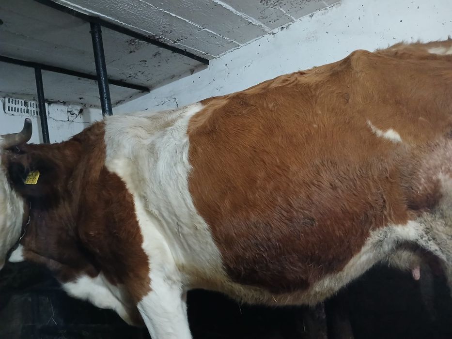 Vând  vaci  la alegere