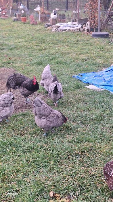 Vând oua pentru incubat