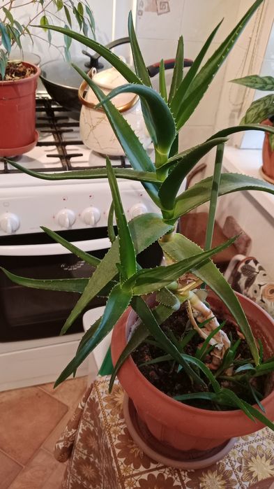 Домашние цветы продается не дорого.