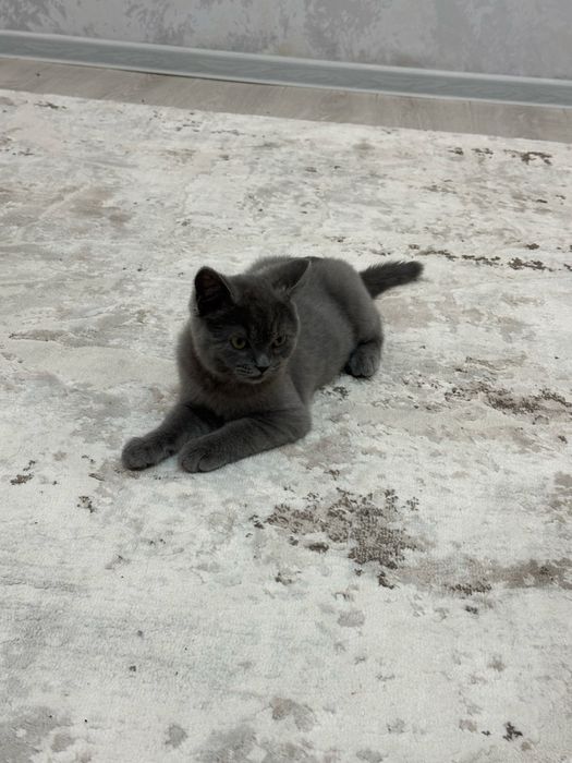 Продается кот 5 месяцев, скоттиш фолд