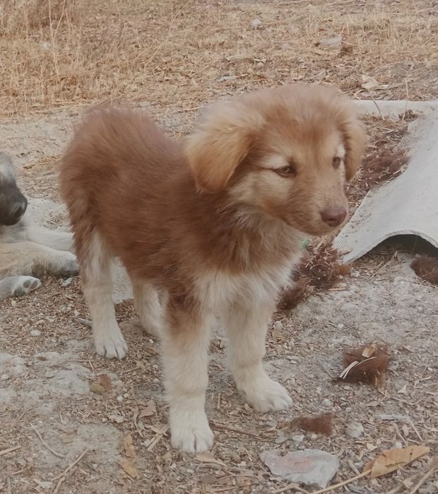 Шенки в добрые руки