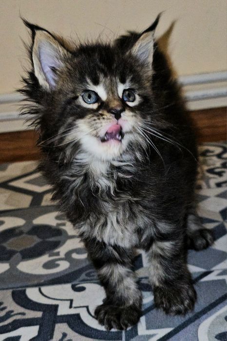 Maine Coon cu pedigree din felisa autorizata