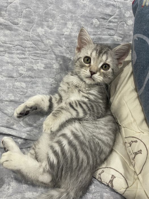 Котята британцы