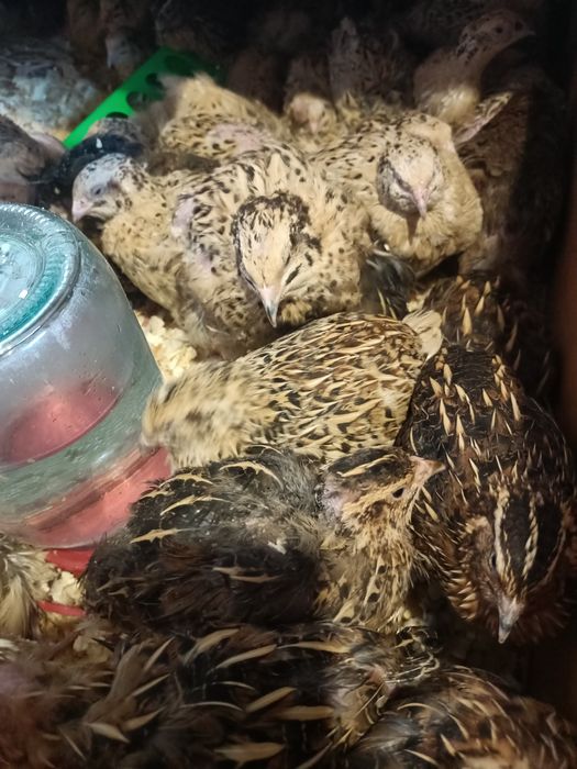 Перепелки несушки